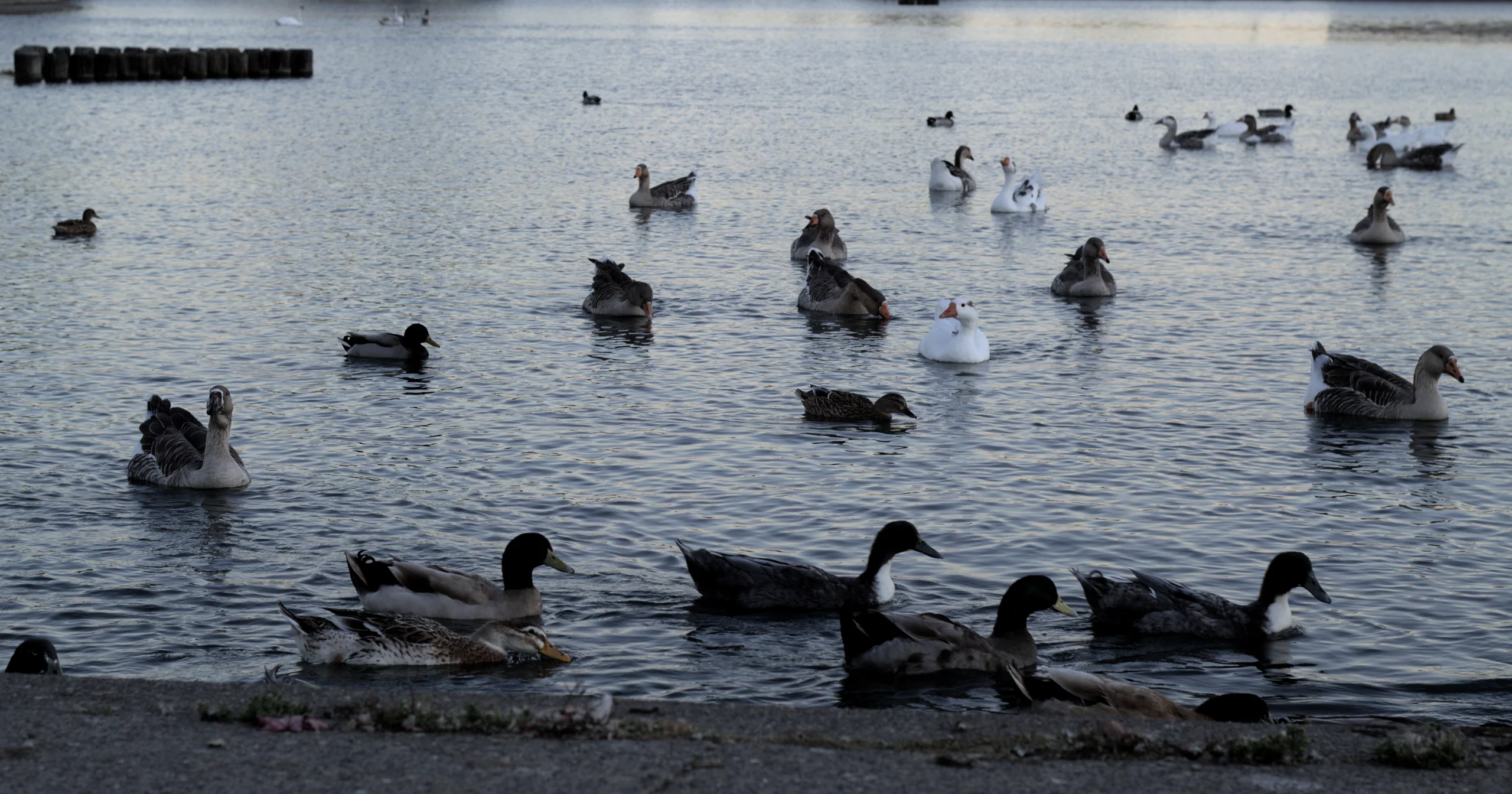 Read more about the article Ducks and Geese in Petaluma